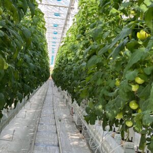 World Green Company, теплица уральск, оценка теплицы