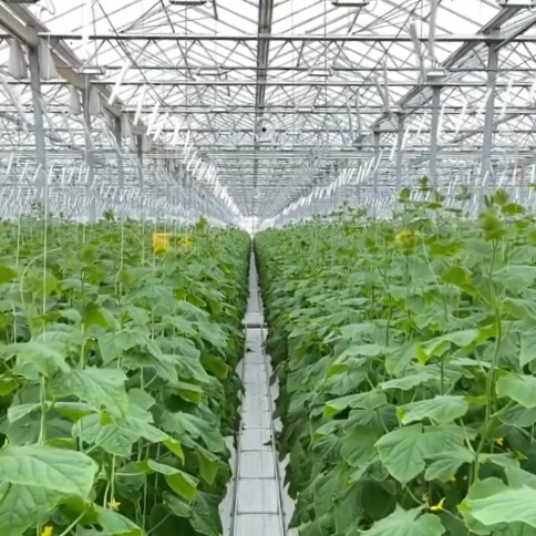 World Green Company, теплица уральск, оценка теплицы