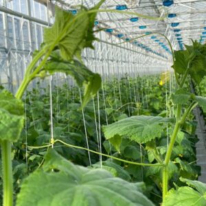 World Green Company, теплица уральск, оценка теплицы