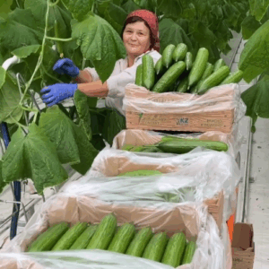 World Green Company, теплица уральск, оценка теплицы